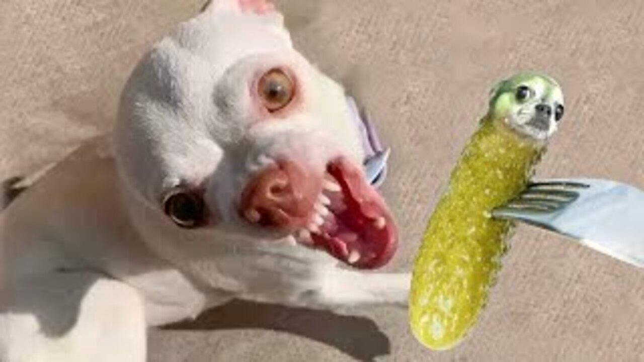 Funniest animals video