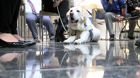 A four-legged courtroom companion celebrates his birthday