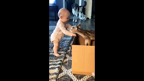 cute baby play with baby deer