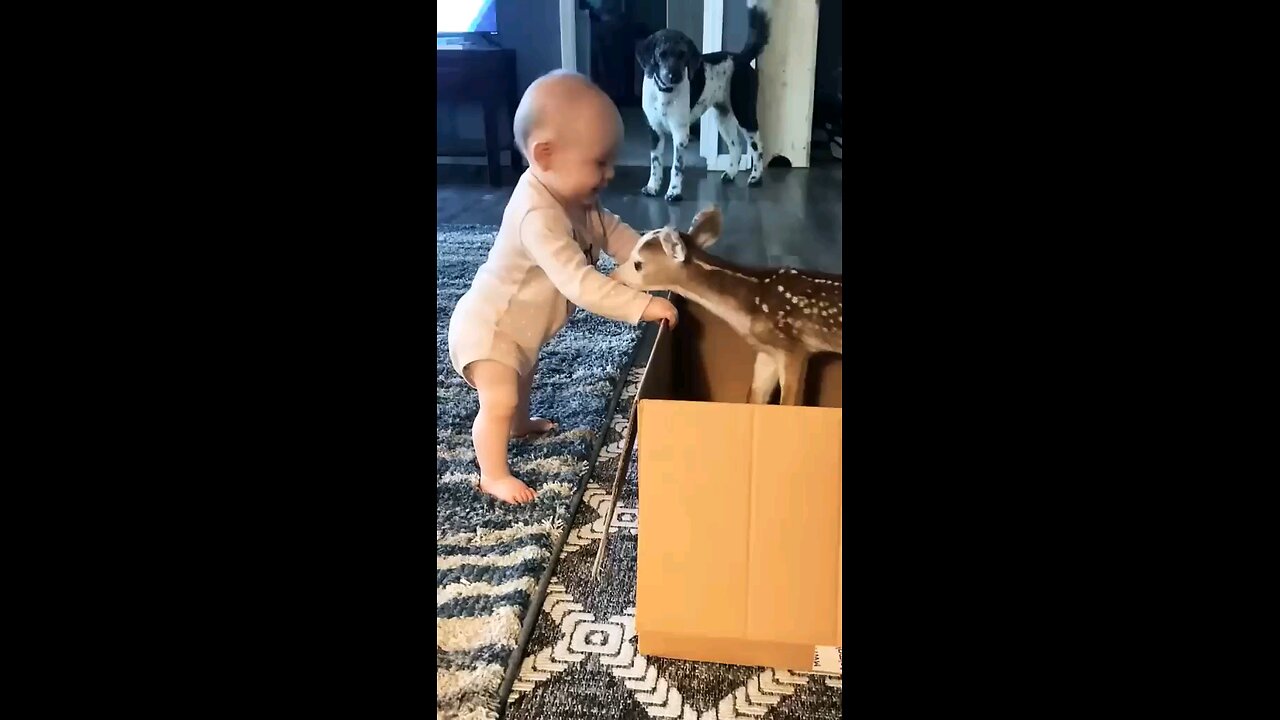 cute baby play with baby deer