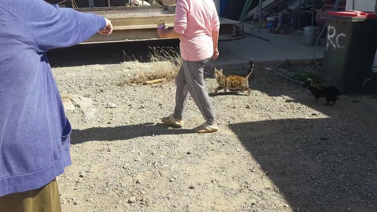 Pam & Dick little dogs & Rustys Cat