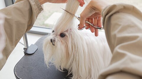 5-month-old baby shih tzu cut hair for the first time! ✂️❤️🐶