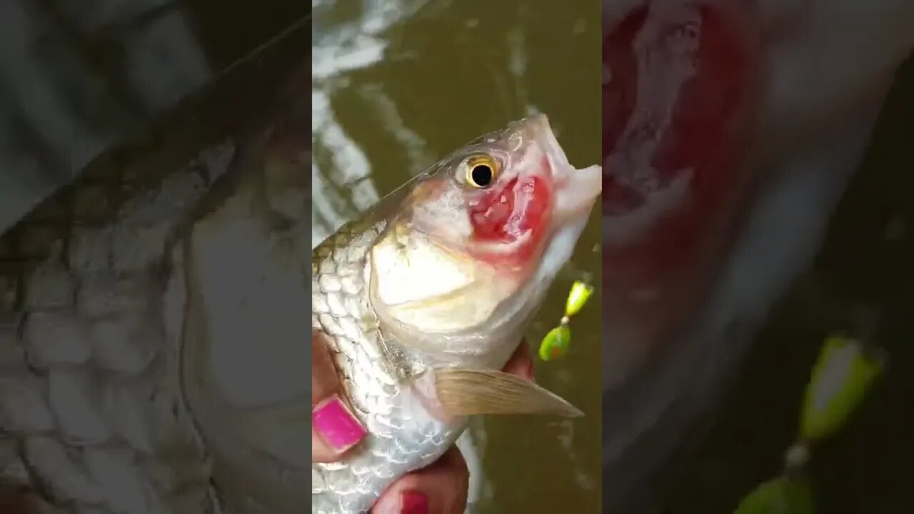 I caught a chub with a wound on the head. #fishing #spinningfishing