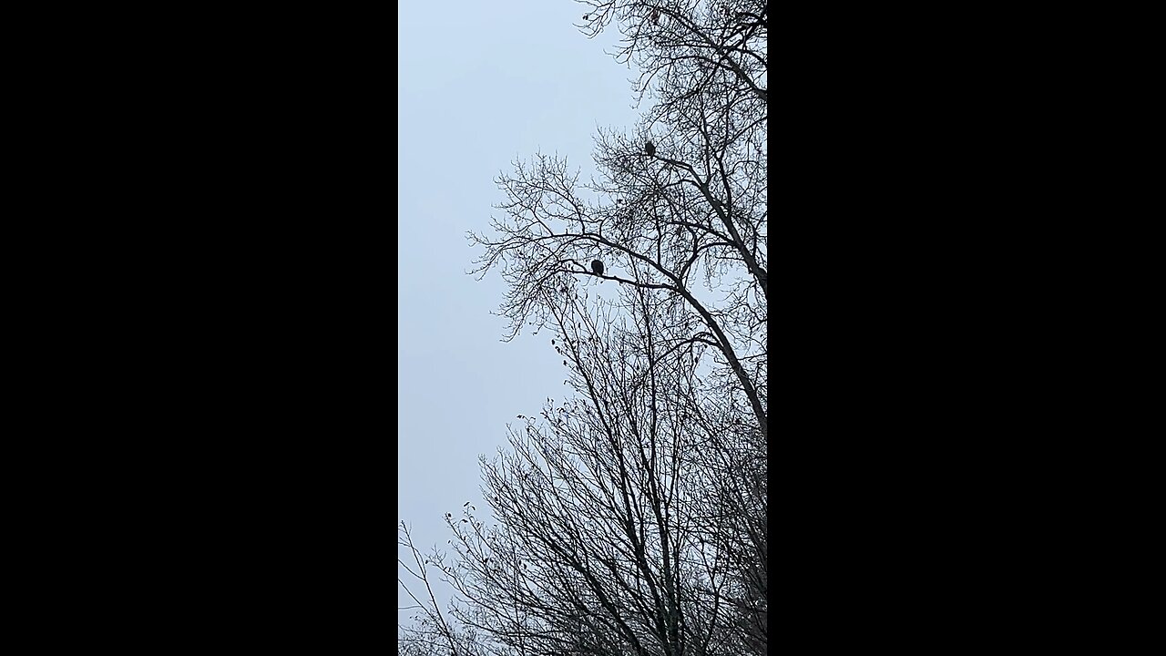 The Invisible One