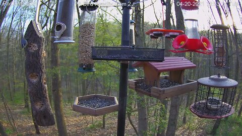 Red breasted nuthatch 4-19-20201 on PA Feeder 2