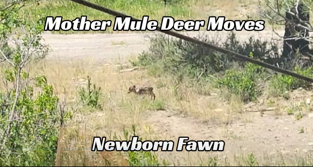 Mother mule deer moving newborn