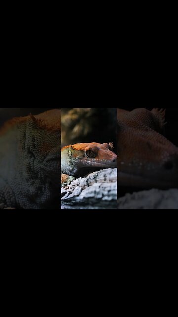 Crested Gecko Luxury PALACE!