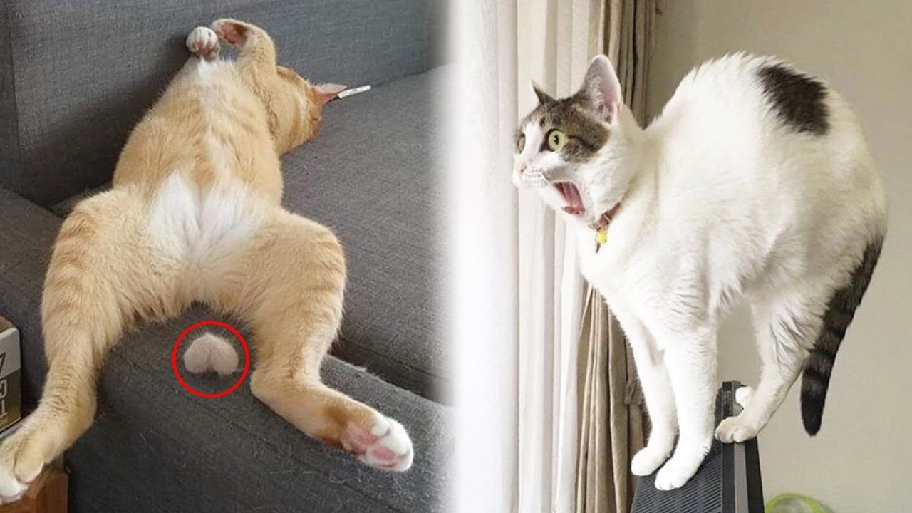 Funniest Animals 2023 Funniest Cats and Dogs..