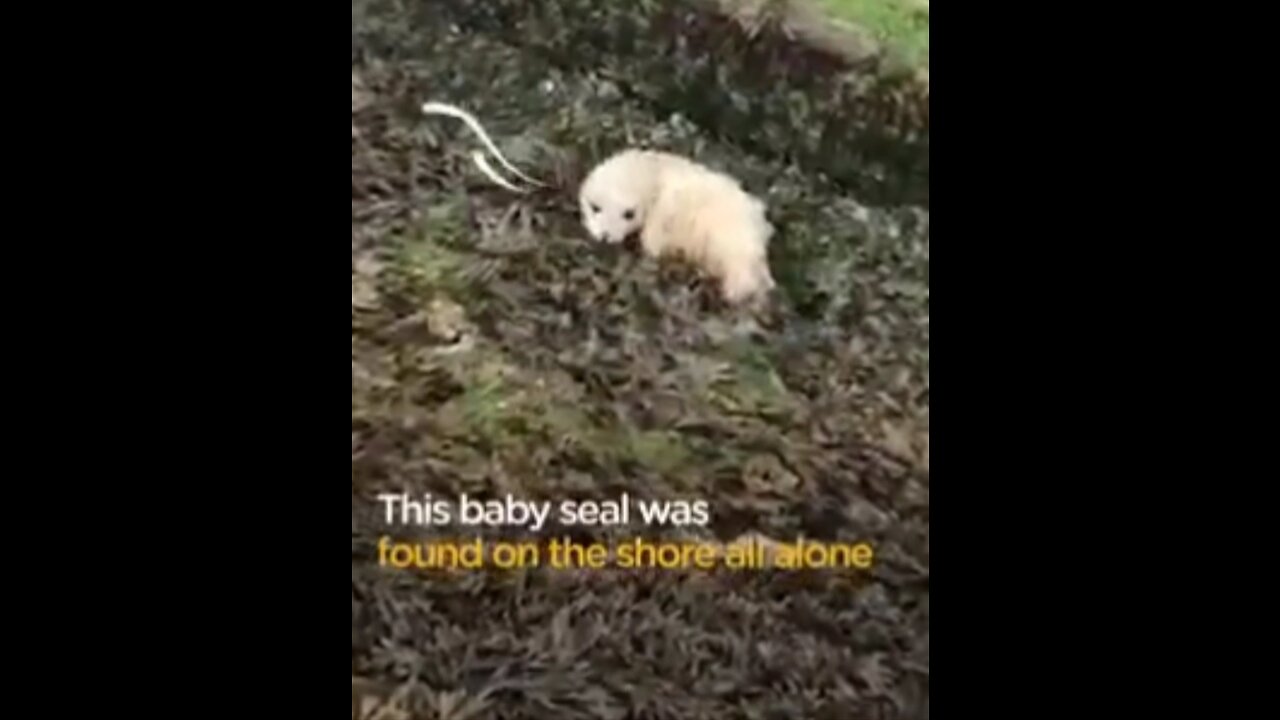 Saving a Helpless Seal Found Alone on the Beach