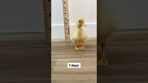 How does a duck change in 45 days?