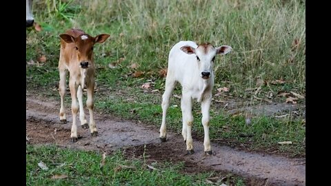Beautiful cow