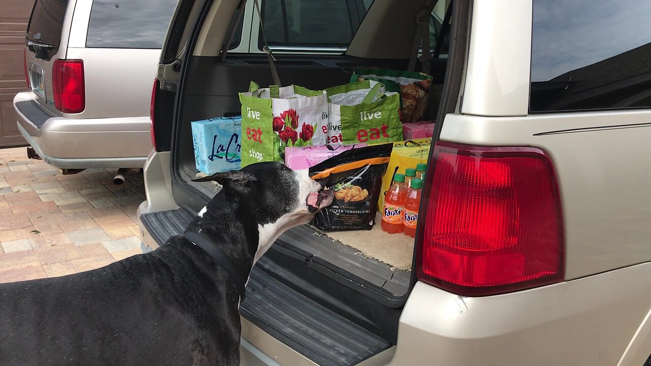 Great Dane's Funny Chicken Door Dash Delivery