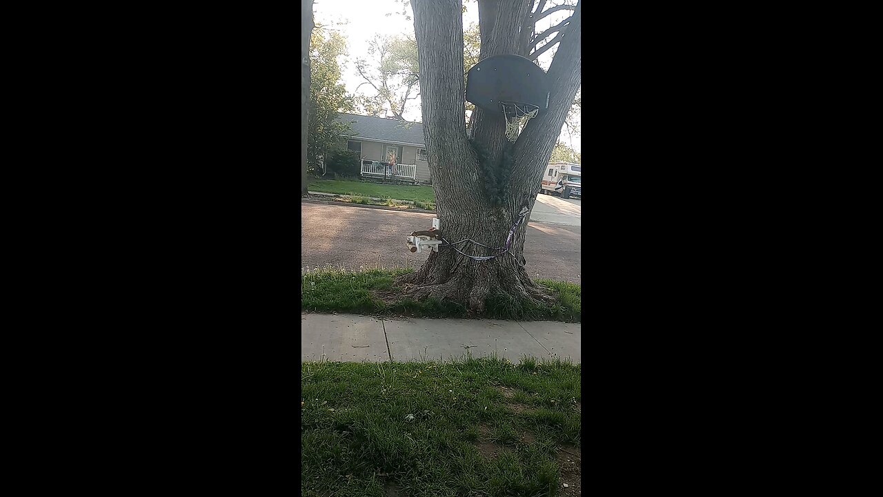 lazy a$s squirrel sits/lays on the mini picnic table