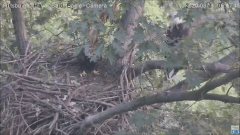 Hays Eagles Mom investigates Squirrel and the squirrel comes back 644 AM