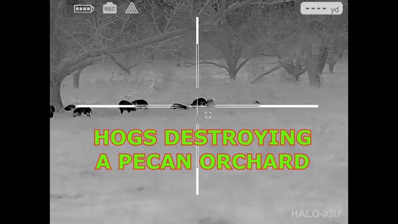 HUNTING HOGS DESTROYING A PECAN ORCHARD