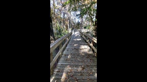 Cypress Wetlands