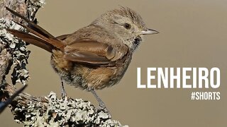 Canto do LENHEIRO [Asthenes Baeri] #shorts