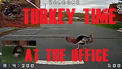 Turkey Time at the Empty Office Park 🦃