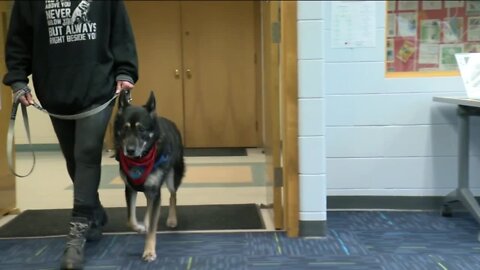 Community to throw retirement party for Diesel the therapy dog, who is rapidly going blind