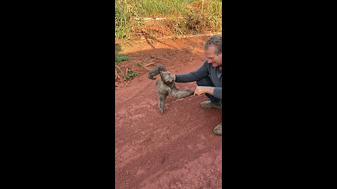 We met a SLOTH in the WILD