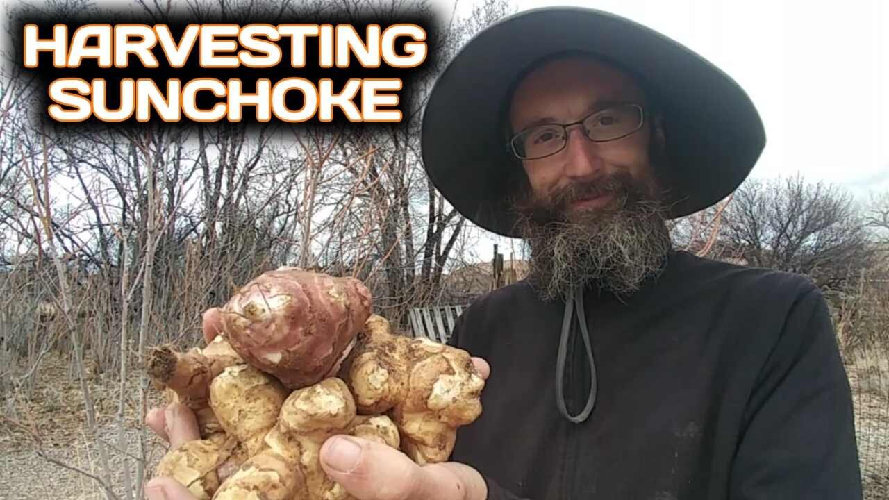 Harvesting Sunchokes