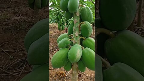 kebun pepaya california