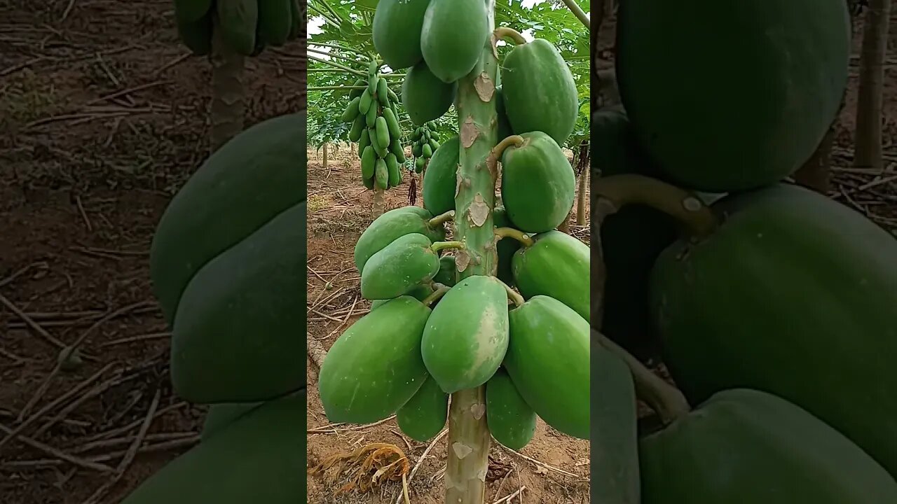 kebun pepaya california