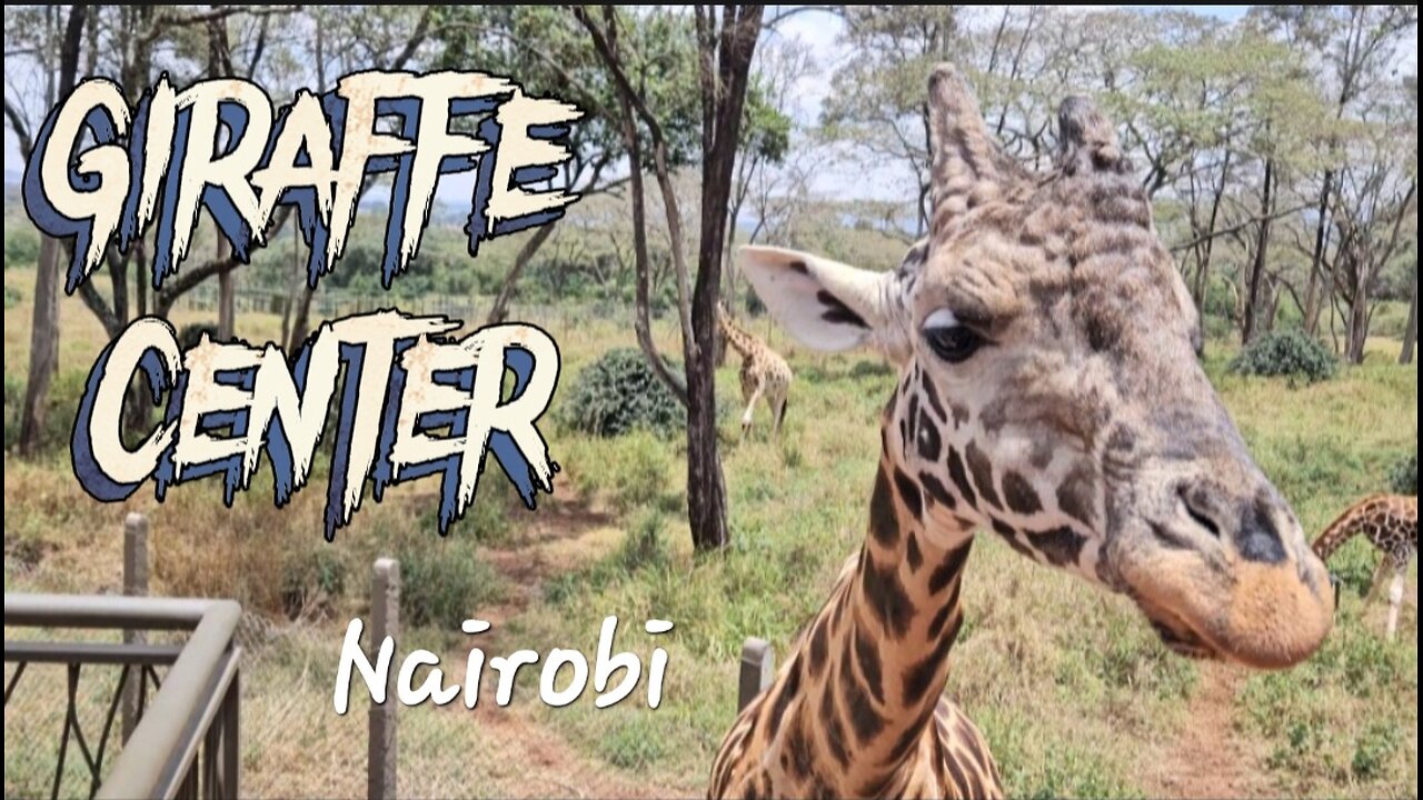 Giraffe Center, Nairobi 🇰🇪