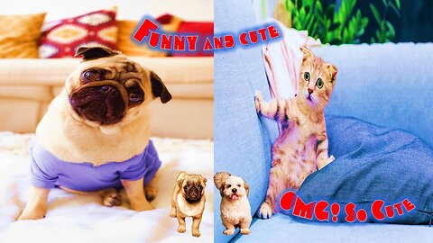 The funniest animals 2023 😂 Funny videos about cats and dogs 😺🐶