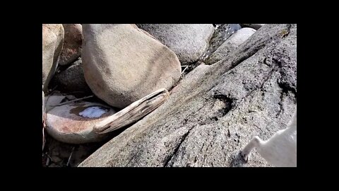 Jack Russell terrier rock climbing