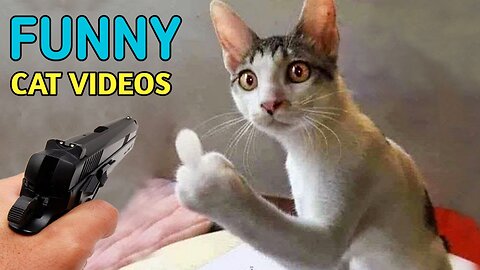 FUNNY CAT VIDEOS