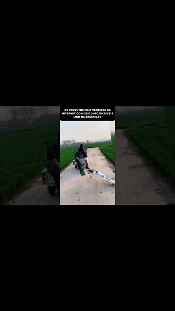 nem pavão gosta de andar a pé