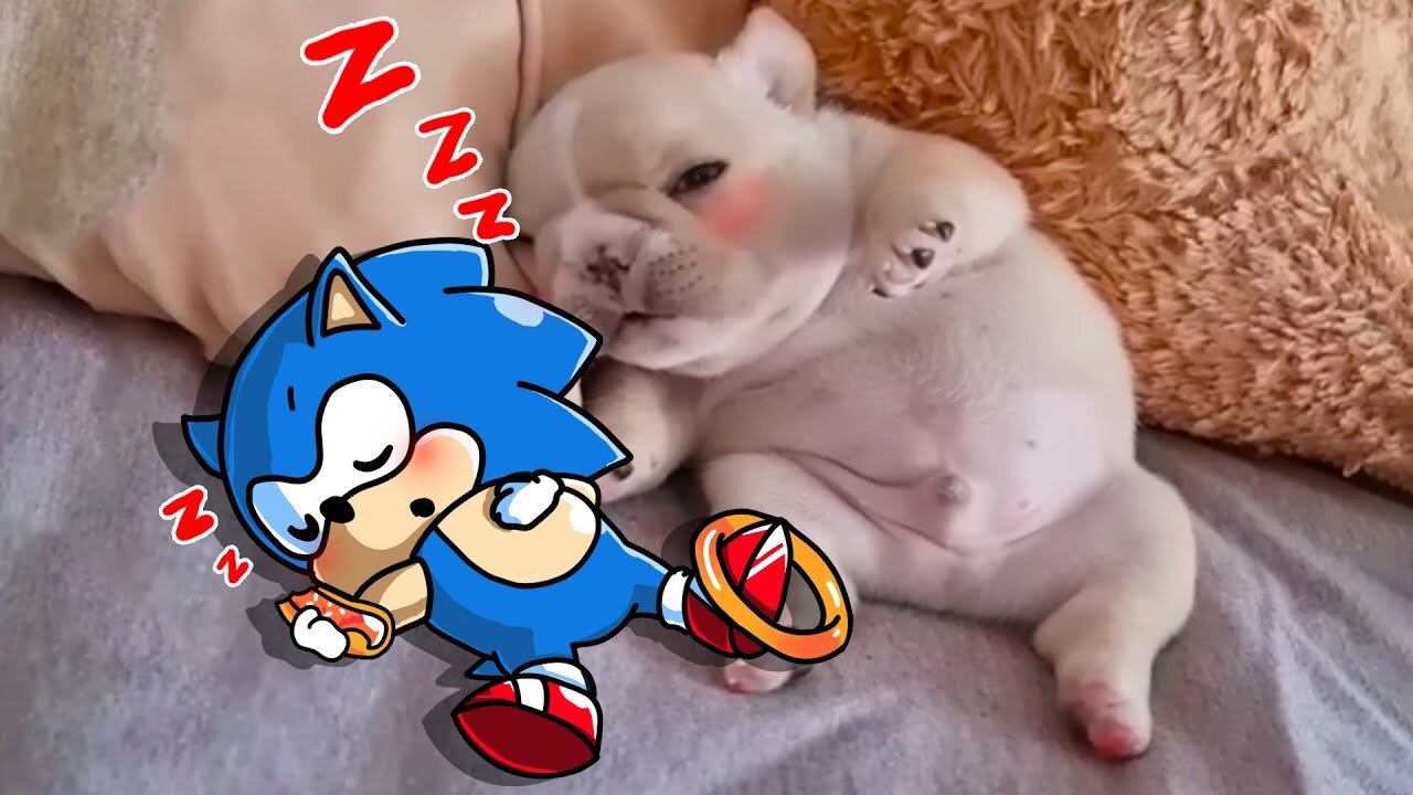 These FUNNY SLEEPY DOGS and SONIC will make your day !! Funniest Cats And Dogs Videos - Woa Doodland