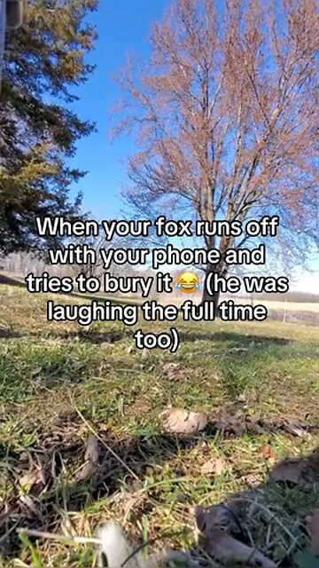 Pet fox vs owner yoga 😂