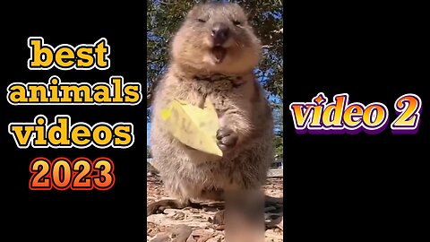 best funny animals 2023 : video 2