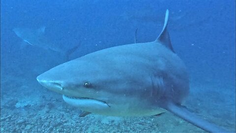 Bull sharks at feeding time