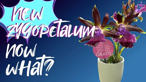 How to care for your new #Zygopetalum from store to home | Simple guidelines without new root growth