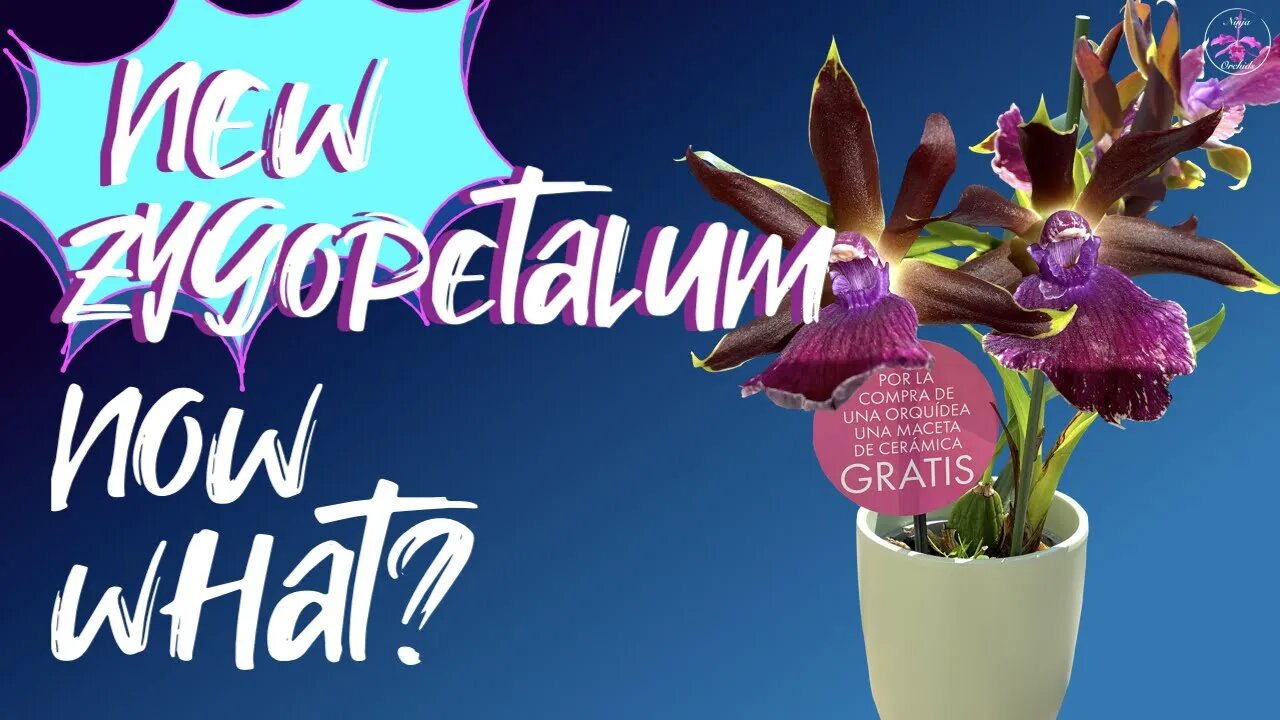 How to care for your new #Zygopetalum from store to home | Simple guidelines without new root growth