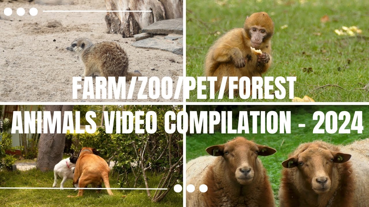 Farm-Pet-Zoo-Forest Animals Video Compilations - Heartwarming Encounters