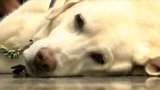 A four-legged courtroom companion celebrates his birthday