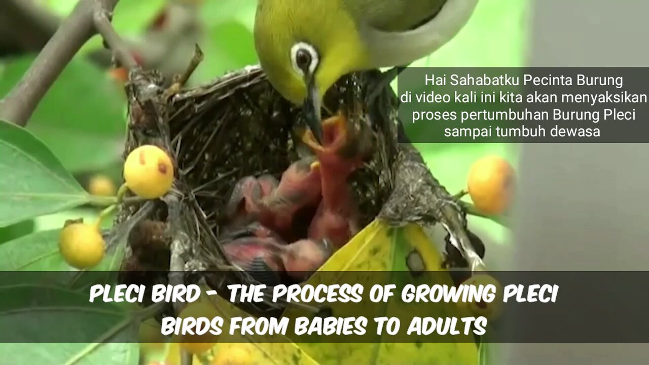 Pleci Bird - The process of growing Pleci Birds from Babies to Adults