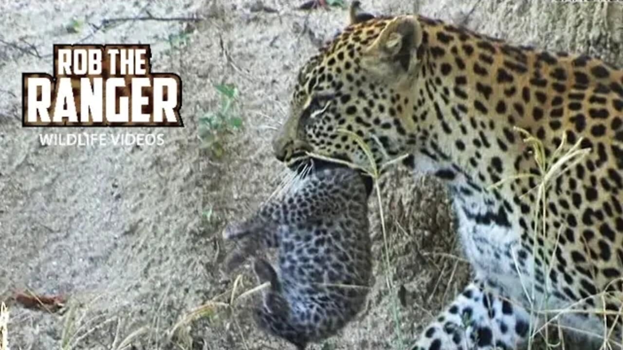 Adorable New Baby Leopard Cubs