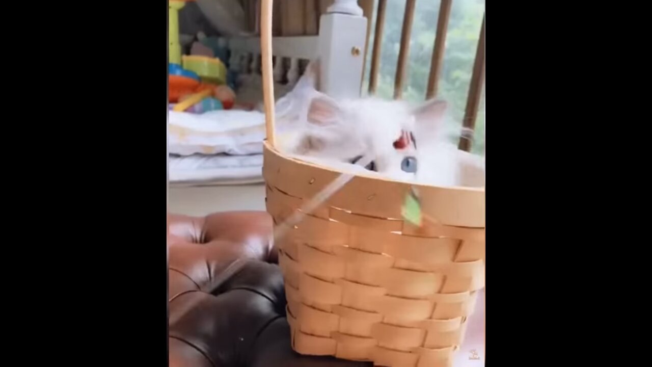 Cute and Funny Baby cat 🐈 😇😊