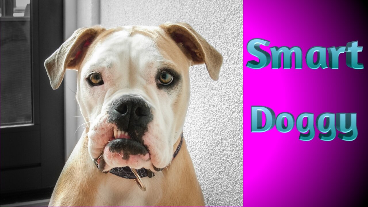 Smart funny dog