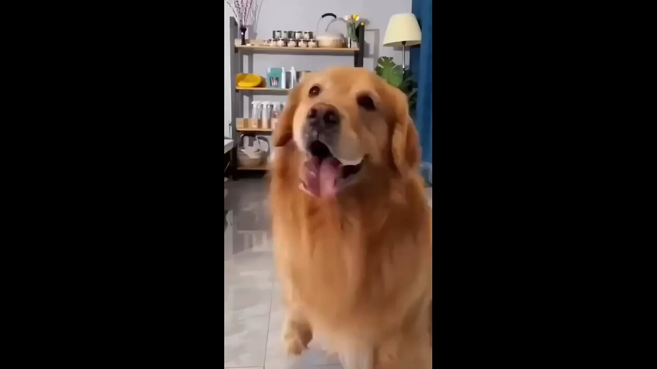 amazing dog performance