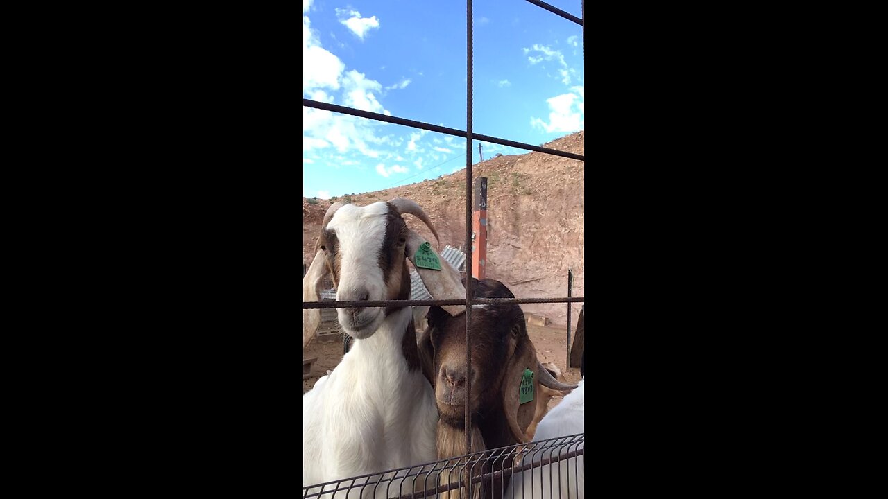 Good morning goats