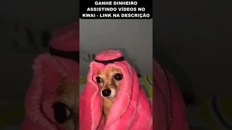 cachorrinho de Dubai