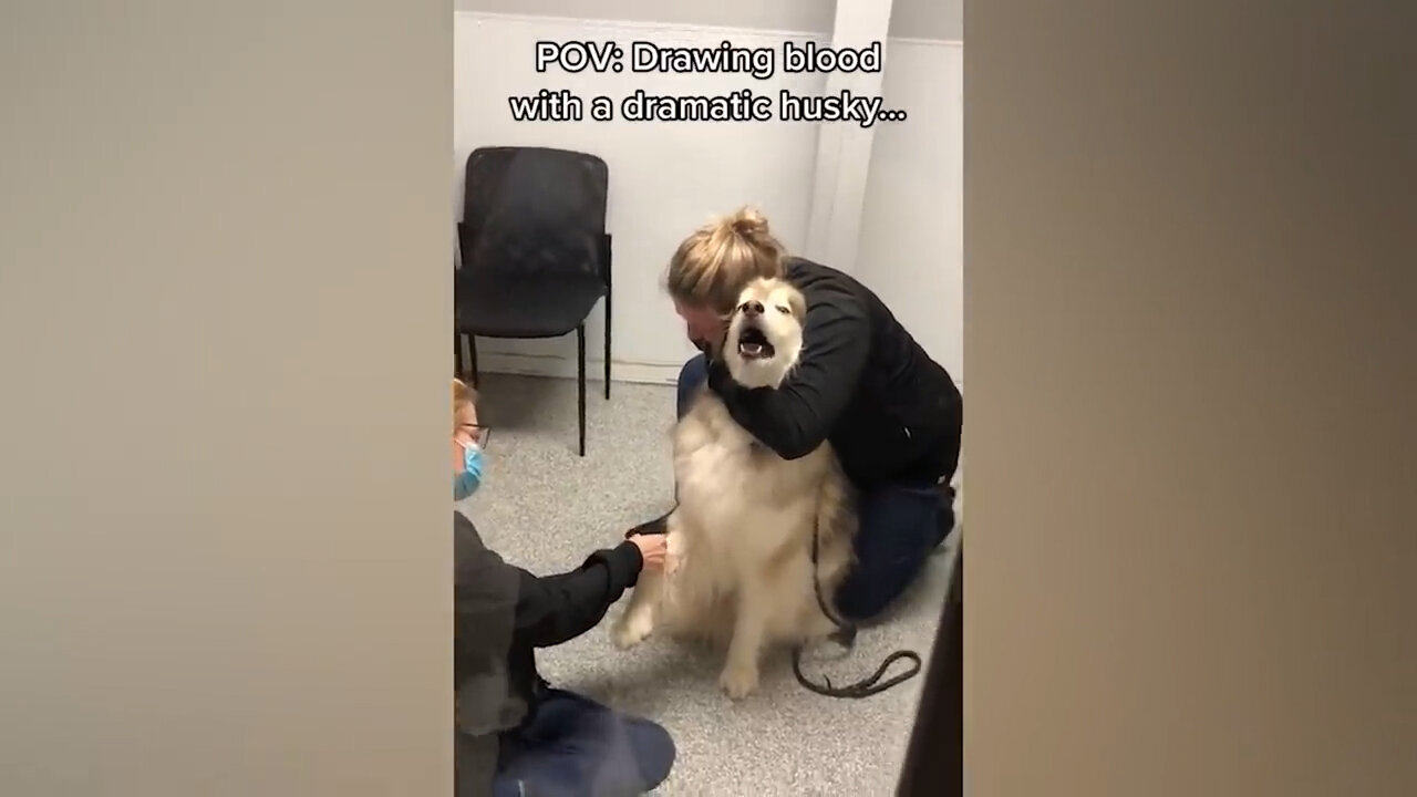 Husky's freaking out when realize he is in the vet 🤣 Funny Dog's Reaction