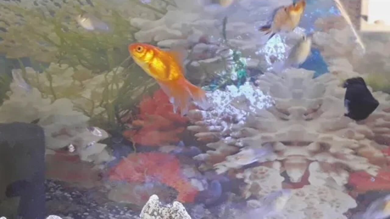 A BEAUTIFUL AQUARIUM WITH LOVELY LITTLE FISH |June 27,2022