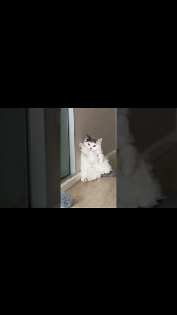 funny viral cute cat